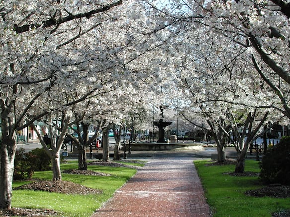 Cherry Blossoms-Macon