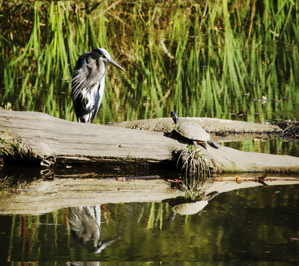 A blue heron and a turtle enjoy a sunny day at Blue Heron Nature Preserve in the heart of Buckhead.