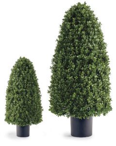 Rounded Cone Outdoor Boxwood Topiary