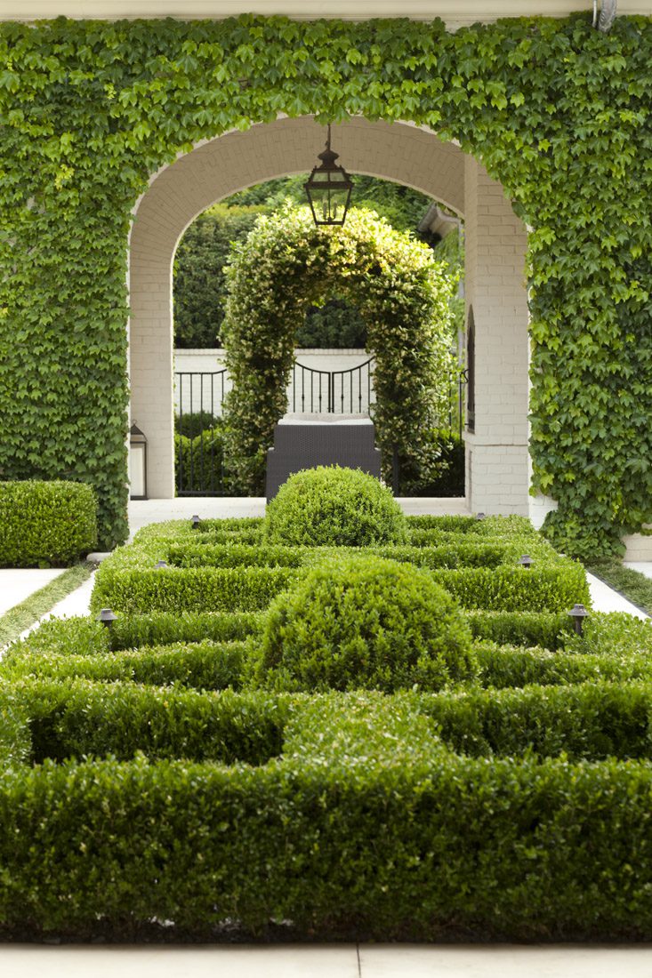 A mix of lush Boston ivy, boxwoods and Madison jasmine fill in a transitional space. photo: Emily Followill