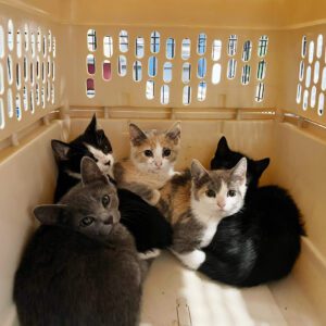 How to Help Cat Shelters and Rescues