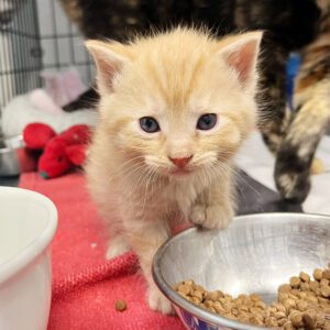 How to help during the hectic kitten season