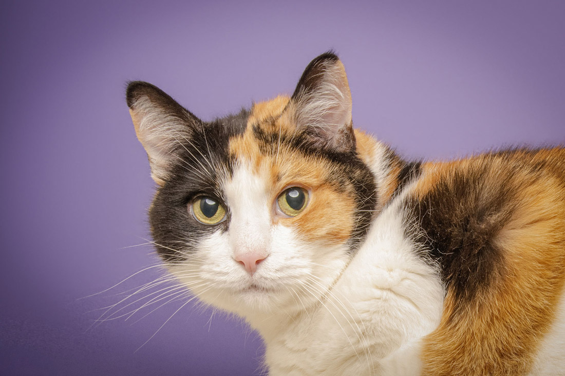 A cat photographed by Diego Rodriguez.