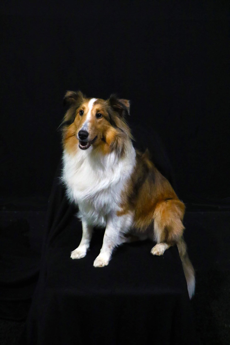 Denise Adelman's dog, Angus O'Neil, is accustomed to being the subject of her photography.
