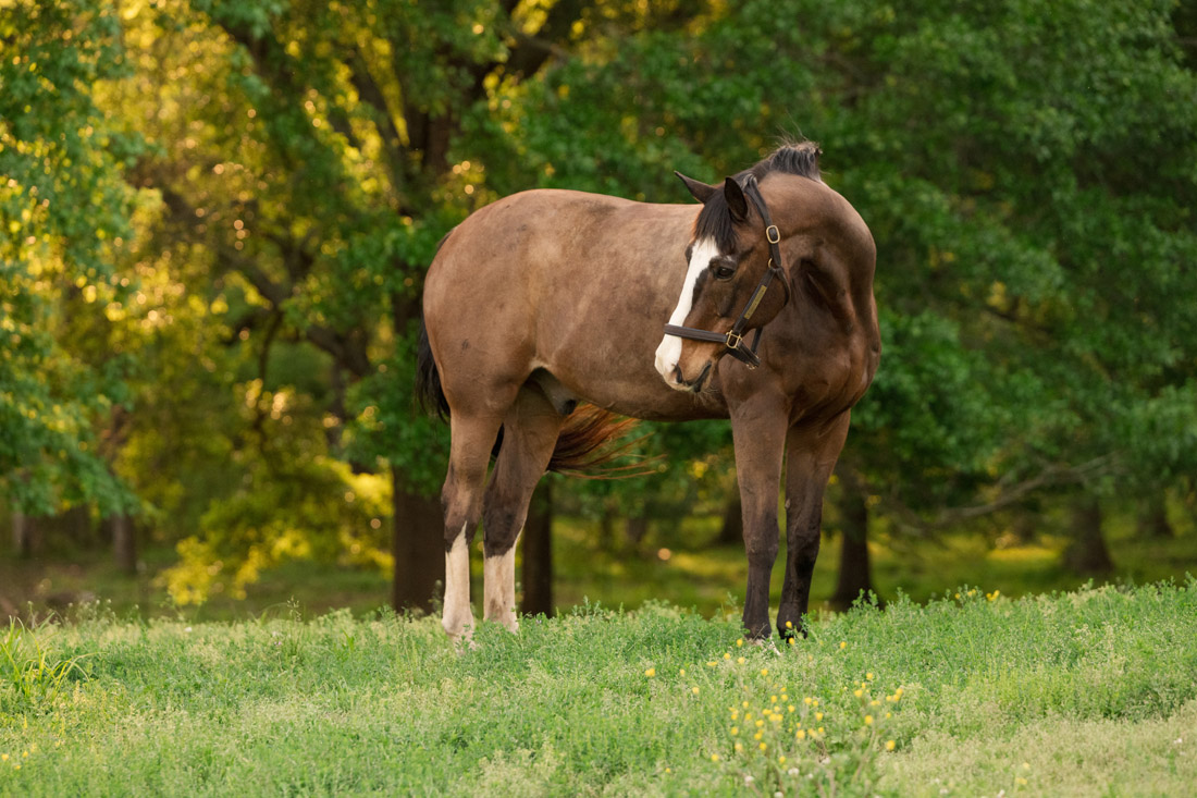 A photo by Courtney Bryson. who specializes in shooting pics of horses.